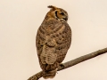 Great Horned Owl - Bobolink Trail - Boulder County, Colorado - 7-27-2022