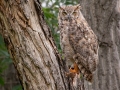 Great Horned Owl - Bobolink Trail - Boulder County, Colorado - 7-28-2022