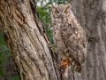 Great Horned Owl - Bobolink Trail - Boulder County, Colorado - 7-28-2022