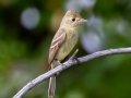 Cordilleran Flycatcher - Centennial Trail--Dimmitt Dr to Old Tale Rd - Boulder County, Colorado - 7-23-2022