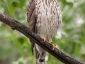 Cooper's Hawk - Bobolink Trail - Boulder County, Colorado - 7-28-2022