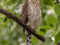 Cooper's Hawk - Bobolink Trail - Boulder County, Colorado - 7-28-2022