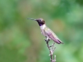 Black-chinned Hummingbird - Centennial Trail--Dimmitt Dr to Old Tale Rd - Boulder County, Colorado - 7-23-2022