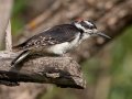Hairy Woodpecker (Rocky Mts.) - Centennial Trail--Dimmitt Dr to Old Tale Rd - Boulder County, Colorado - 7-23-2022