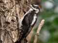 Hairy Woodpecker (Rocky Mts.) - Centennial Trail--Dimmitt Dr to Old Tale Rd - Boulder County, Colorado - 7-23-2022