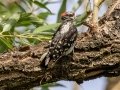 Downy Woodpecker (Rocky Mts.) - Centennial Trail--Dimmitt Dr to Old Tale Rd - Boulder County, Colorado - 7-23-2022