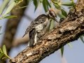 Downy Woodpecker (Rocky Mts.) - Centennial Trail--Dimmitt Dr to Old Tale Rd - Boulder County, Colorado - 7-23-2022