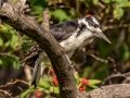 Hairy Woodpecker (Rocky Mts.) - Centennial Trail--Dimmitt Dr to Old Tale Rd - Boulder County, Colorado - 7-23-2022