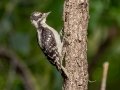 Downy Woodpecker (Rocky Mts.) - Centennial Trail--Dimmitt Dr to Old Tale Rd - Boulder County, Colorado - 7-23-2022