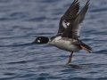 Common Goldeneye