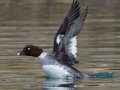 Common Goldeneye