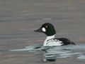 Common Goldeneye