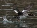 Common Goldeneye