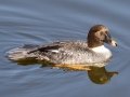 Common Goldeneye - Bolsa Chica Ecological Reserve