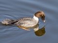 Common Goldeneye - Bolsa Chica Ecological Reserve