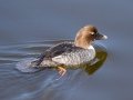 Common Goldeneye - Bolsa Chica Ecological Reserve