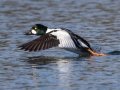 Common Goldeneye - Lake Murray