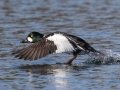 Common Goldeneye - Lake Murray