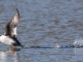 Common Goldeneye - Lake Murray