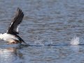 Common Goldeneye - Lake Murray