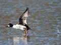 Common Goldeneye - Lake Murray