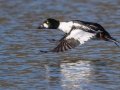 Common Goldeneye - Lake Murray