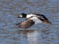 Common Goldeneye - Lake Murray
