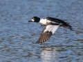 Common Goldeneye - Lake Murray
