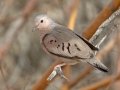 Common Ground Dove