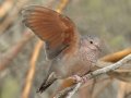 Common Ground Dove