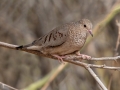 Common Ground Dove