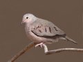 Common Ground Dove