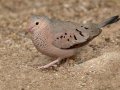 Common Ground Dove