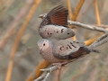 Common Ground Dove