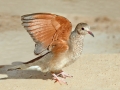 Common Ground Dove