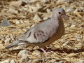 Common Ground Dove