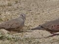 Common Ground Dove