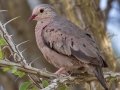 Common Ground Dove