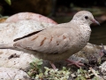 Common Ground Dove