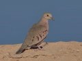 Common Ground Dove