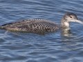 Common Loon