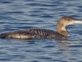 Common Loon