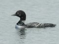 Common Loon
