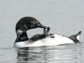 Common Loon