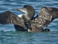 Common Loon