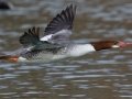 Common Merganser