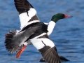 Common Merganser