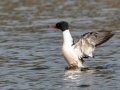 Common Merganser