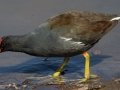 Common Gallinule