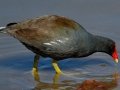 Common Gallinule